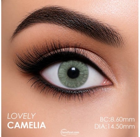 Rainbow Lovely Gri Renk Camelia (1 Yıllık)